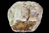 Polished Petrified Wood Limb - Madagascar #105083-1